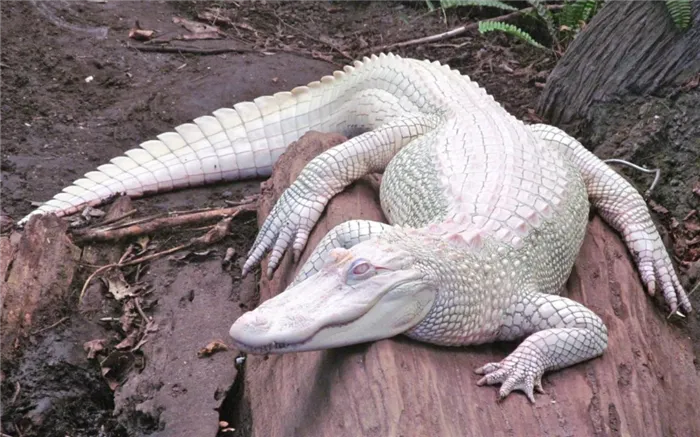 Крокодил-альбинос