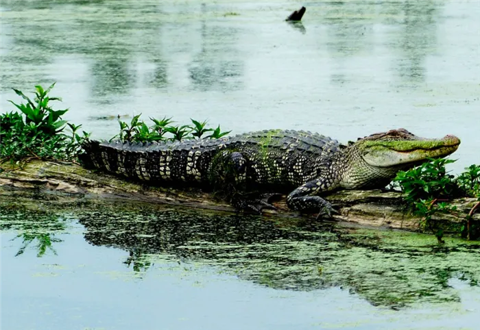 Среда обитания крокодилов