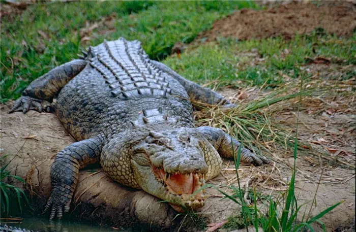 Крокодил крокодил