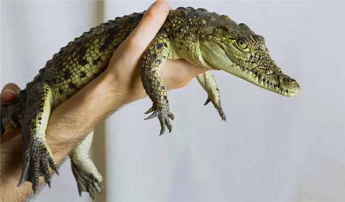Названия животных крокодилов, забавные правила игры и специальные жесты