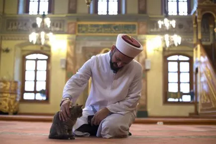 Кошка в мечети